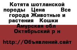 Котята шотланской породы › Цена ­ 40 - Все города Животные и растения » Кошки   . Амурская обл.,Октябрьский р-н